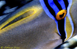 A different image for a "Picasso" very fast. 
Effect pan... by Fabrizio Frixa 